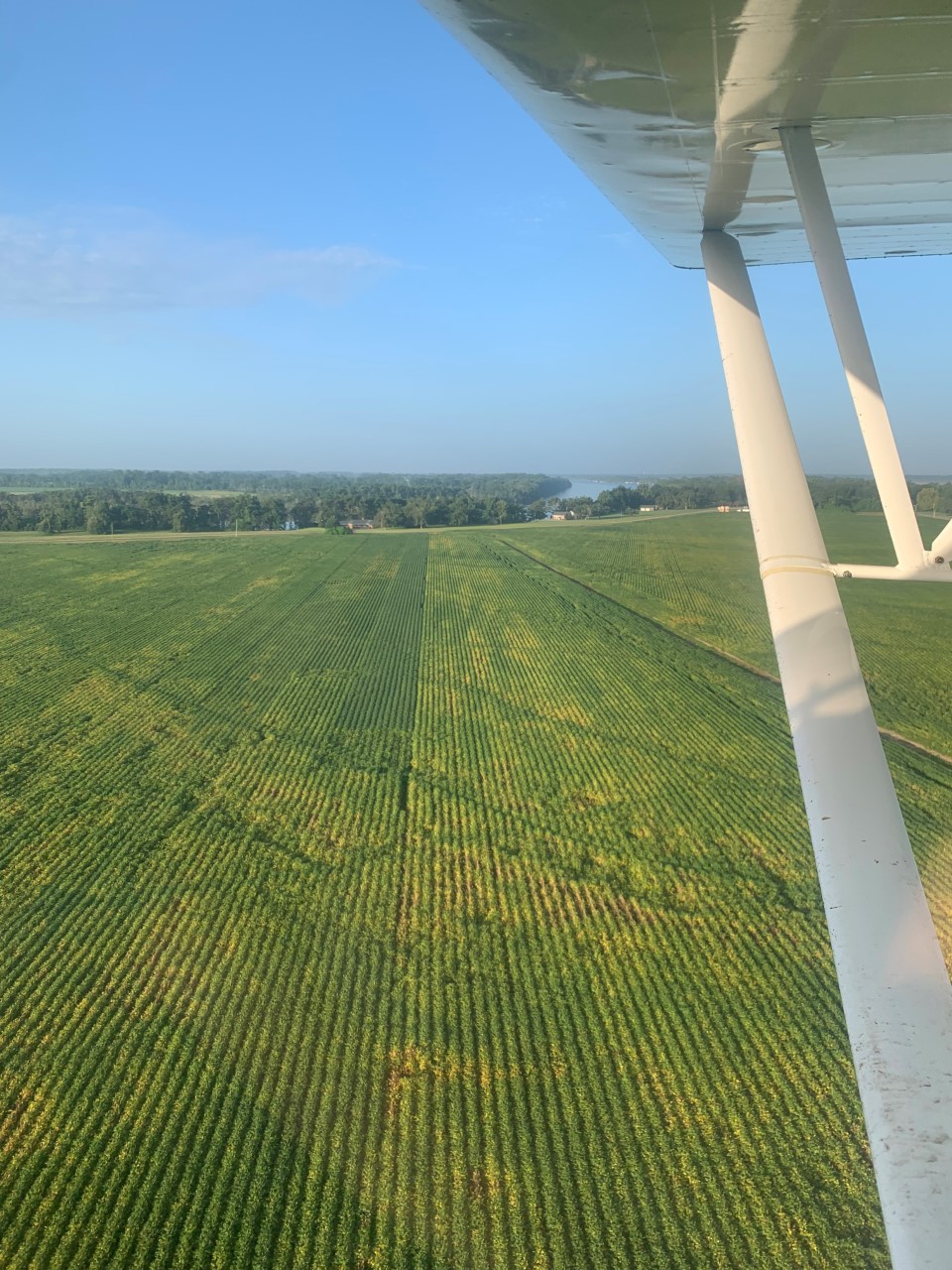 LSU AgCenter Conducts Soybean Variety Trials and On-farm demonstrations
